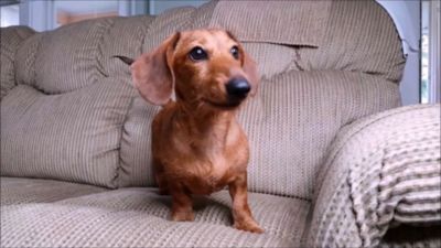 Image showing  Busy Bone Interactive Pet Toy