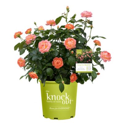 Knockout 2 gal. Orange Glow Rose Plant