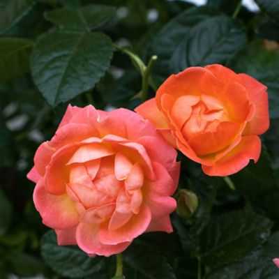Image showing  2 gal. Potted Orange Glow Rose Plant