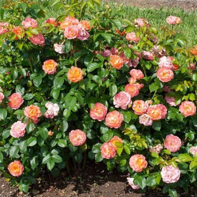 Image showing  2 gal. Potted Orange Glow Rose Plant