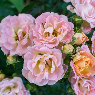 Image showing  3 gal. Peach Rose Plant, Tree Form