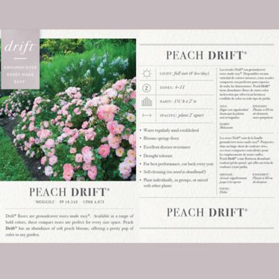 Image showing  3 gal. Peach Rose Plant, Tree Form