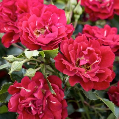 Image showing  3 gal. Red Rose Plant, Tree Form