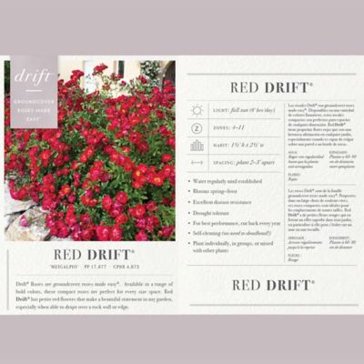 Image showing  3 gal. Red Rose Plant, Tree Form