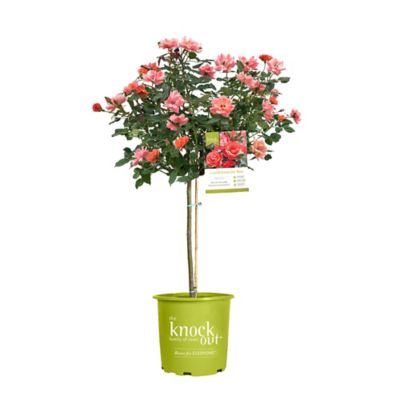Knockout 3 gal. Coral Rose Plant, Tree Form