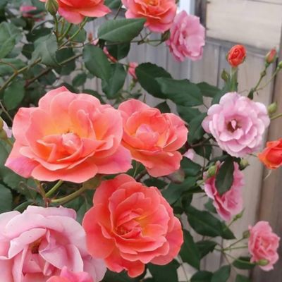 Image showing  3 gal. Coral Rose Plant, Tree Form