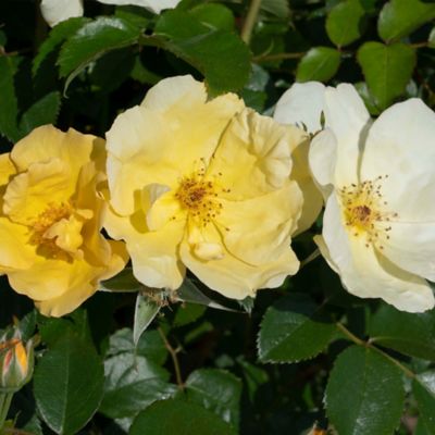 Image showing  3 gal. Yellow Easy Bee-zy Rose Plant, Tree Form