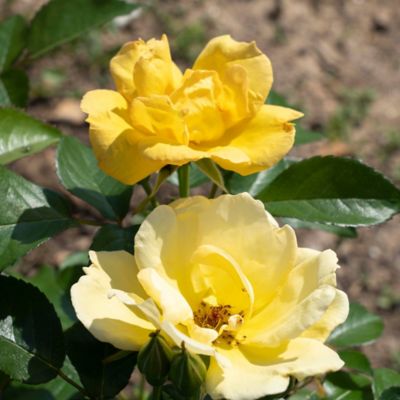 Image showing  3 gal. Yellow Easy Bee-zy Rose Plant, Tree Form
