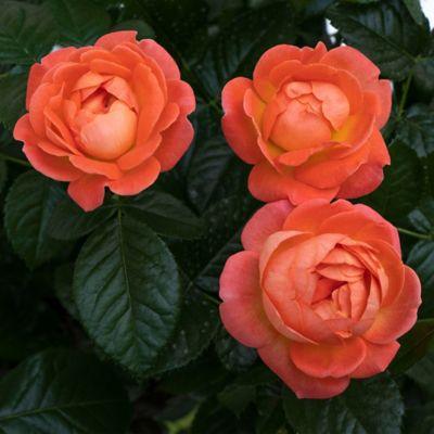 Image showing  3 gal. Potted Orange Glow Rose Plant, Tree Form