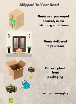 Image showing 7 th Knockout 3 gal. Potted Orange Glow Rose Plant, Tree Form