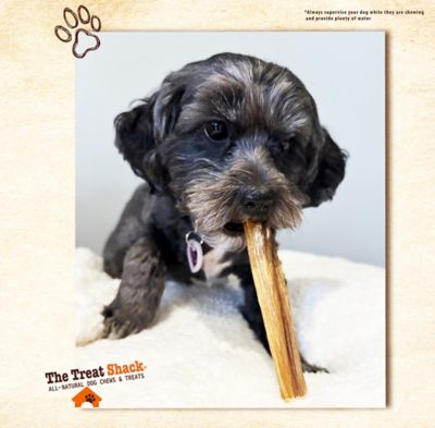 Image showing 6 th The Treat Shack 12 in. Premium Standard Bully Sticks Dog Treats, 12 ct.