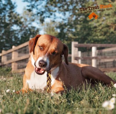 Image showing 6 th The Treat Shack 12 in. Premium Braided Bully Sticks Dog Treats, 3 ct.