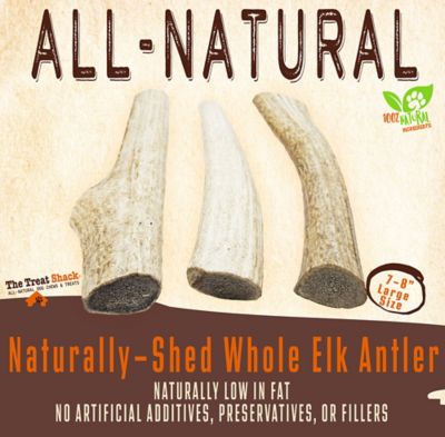 Image showing  7-8 in. Large Whole Naturally Shed Elk Antler Dog Treats, 1 ct.