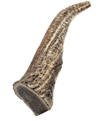 The Treat Shack 8-9 in. X-Large Whole Naturally Shed Elk Antler Dog Treats, 1 ct.