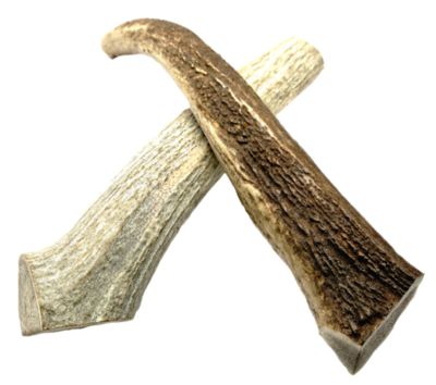 Image showing  8-9 in. X-Large Whole Naturally Shed Elk Antler Dog Treats, 2 ct.
