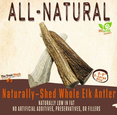 Image showing  8-9 in. X-Large Whole Naturally Shed Elk Antler Dog Treats, 2 ct.