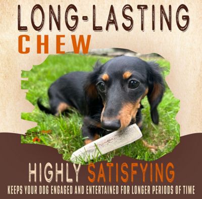 Image showing  7-8 in. Large Split Naturally Shed Elk Antler Dog Treats, 2 ct.