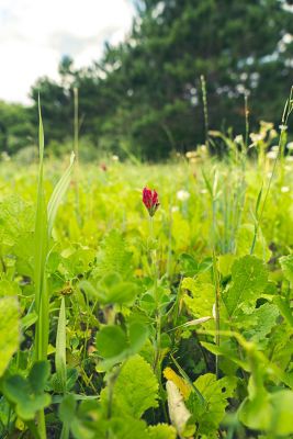 Image showing  Top Shelf Clover Food Plot Seed