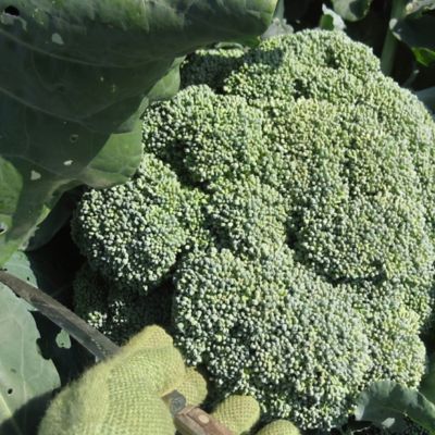 Image showing  Aspabroc Baby Broccoli, Live Plant, 19.3 oz.