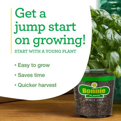 Image showing  Aspabroc Baby Broccoli, Live Plant, 19.3 oz.