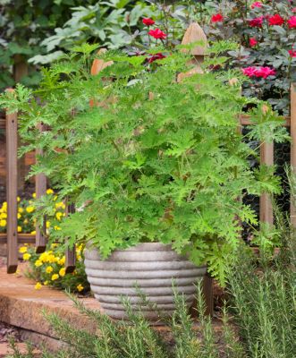 Image showing  Citronella Mosquito Plant, Live Plant, 19.3 oz.