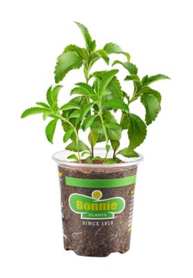 Bonnie Plants Stevia, Live Plant, 19.3 oz.