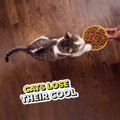 Image showing 5 th Temptations Adult Indoor/Outdoor Tasty Chicken Recipe Dry Cat Food