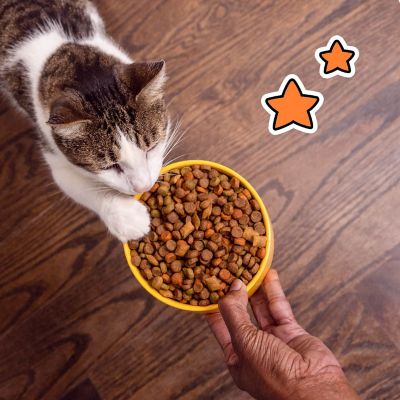 Image showing 5 th Temptations Adult Indoor/Outdoor Seafood Medley Recipe Dry Cat Food