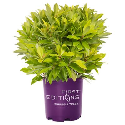 First Editions 2 gal. Anise BananAppeal Shrub