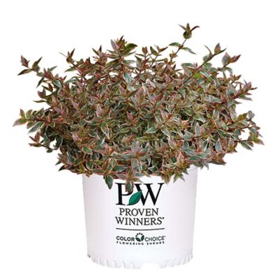 Proven Winners 2 gal. Abelia Tres Amigos Shrub