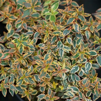 Image showing  2 gal. Abelia Tres Amigos Shrub