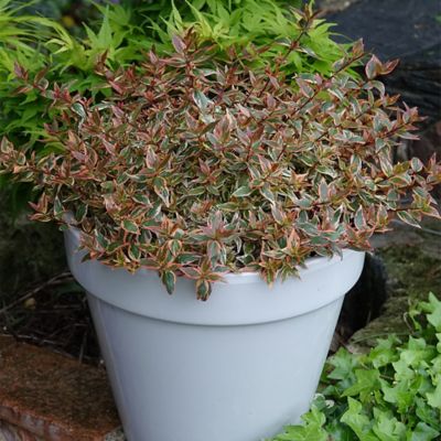 Image showing  2 gal. Abelia Tres Amigos Shrub