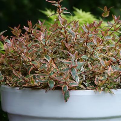 Image showing  2 gal. Abelia Tres Amigos Shrub