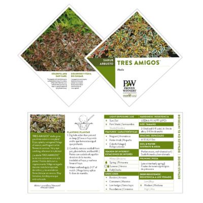 Image showing  2 gal. Abelia Tres Amigos Shrub