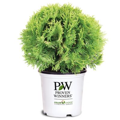 Proven Winners 2 gal. Potted Arborvitae Anna's Magic Ball Shrub