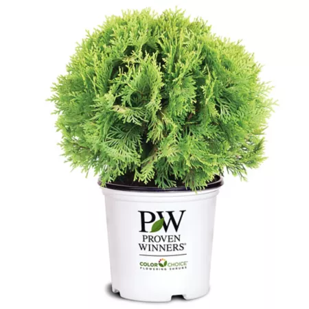 Proven Winners 2 gal Anna Arborvitae magic ball shrub in pot Bushes