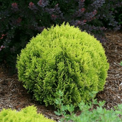 Image showing  2 gal. Potted Arborvitae Anna's Magic Ball Shrub