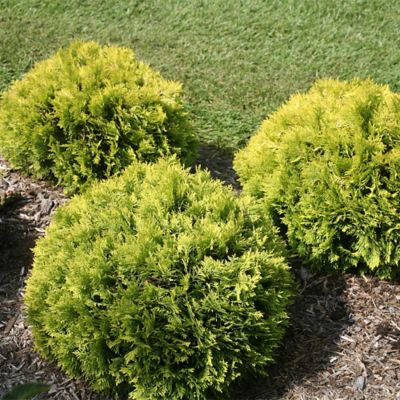 Image showing  2 gal. Potted Arborvitae Anna's Magic Ball Shrub