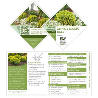 Proven Winners 2 gal. Potted Arborvitae Anna's Magic Ball Shrub at ...