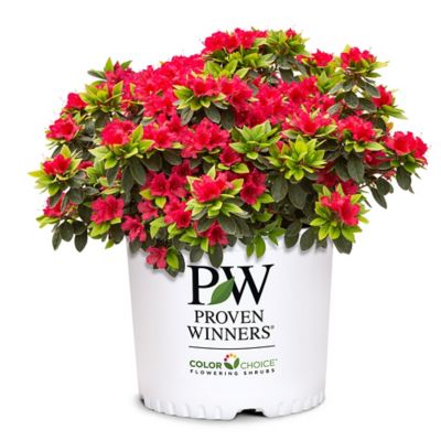 Proven Winners 2 gal. Potted Red Perfecto Mundo Azalea Shrub