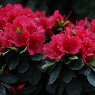 Image showing  2 gal. Potted Red Perfecto Mundo Azalea Shrub