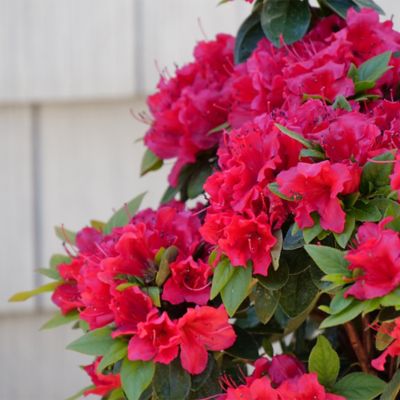 Image showing  2 gal. Potted Red Perfecto Mundo Azalea Shrub