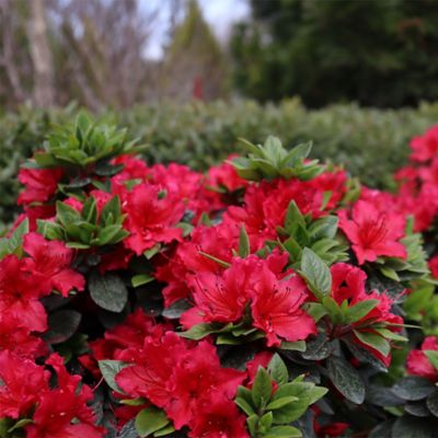 Image showing  2 gal. Potted Red Perfecto Mundo Azalea Shrub