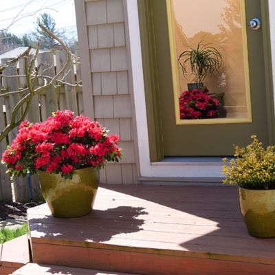 Image showing  2 gal. Potted Red Perfecto Mundo Azalea Shrub