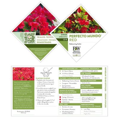 Image showing 5 th Proven Winners 2 gal. Potted Red Perfecto Mundo Azalea Shrub