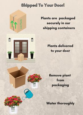 Image showing 7 th Proven Winners 2 gal. Potted Red Perfecto Mundo Azalea Shrub