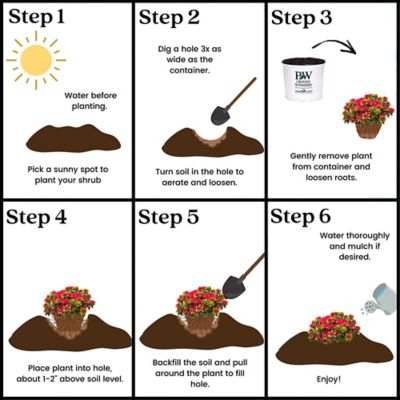 Image showing 8 th Proven Winners 2 gal. Potted Red Perfecto Mundo Azalea Shrub