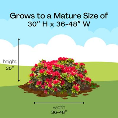 Image showing 9 th Proven Winners 2 gal. Potted Red Perfecto Mundo Azalea Shrub