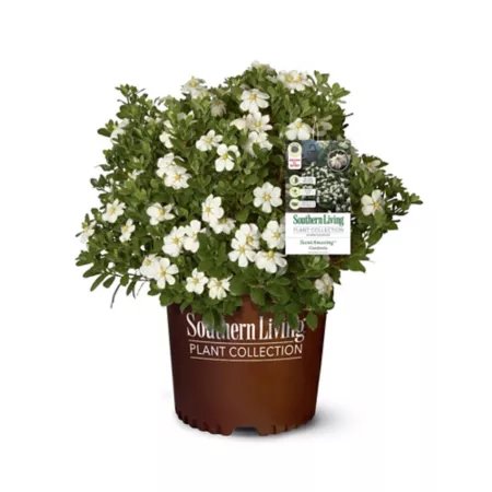 Southern Living Plant Collection 2 gal FragranceAmazing Gardenia Shrub Bushes