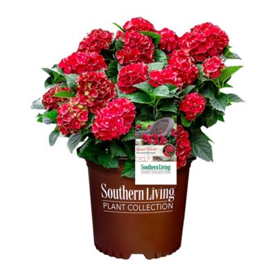 Southern Living Plant Collection 2 gal. Heart Throb Hydrangea Shrub